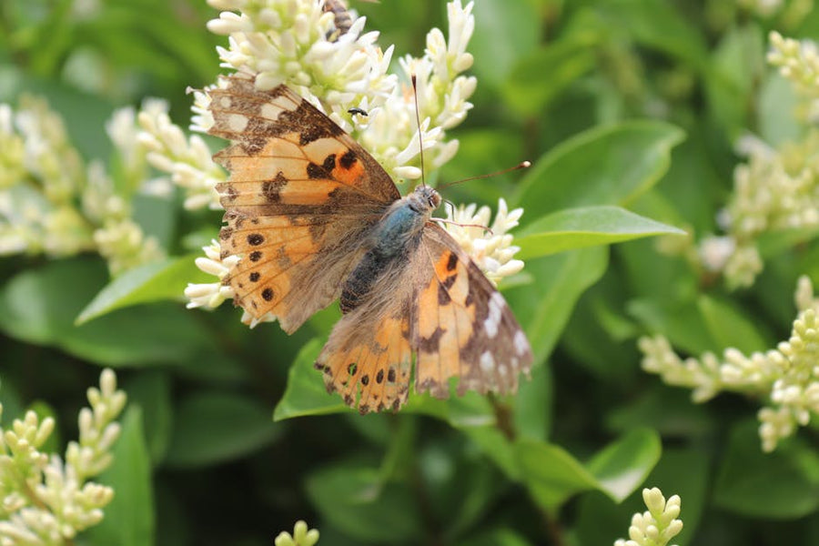 Attracting Wildlife with Native Shrubs: Tips and Best Varieties