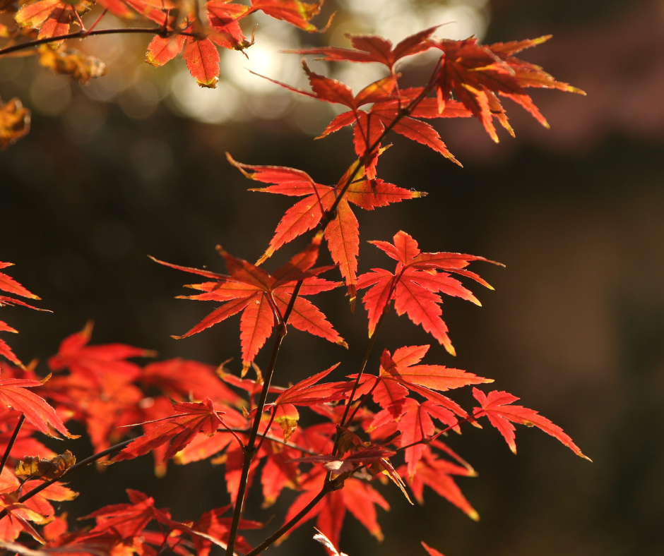 Buy Seasonal Plants Online in Australia Page 5 Queens Garden Centre
