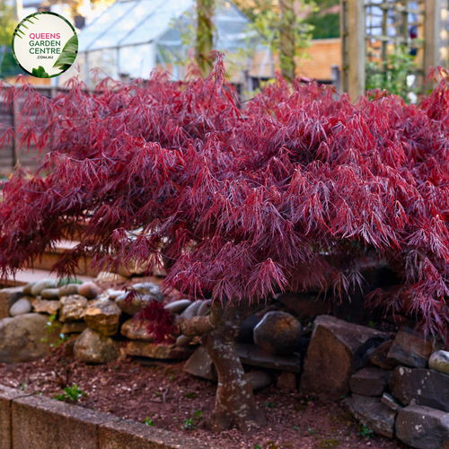 Close-up shot of an Acer palmatum dissectum Atropurpureum Weeping Maple. The image captures the intricate, finely cut leaves in deep purple hues, cascading gracefully from the branches. Each leaf showcases delicate serrations and a lacy texture, creating an elegant, weeping form. The rich color and detailed structure of the foliage stand out vividly against a soft, blurred background, highlighting the tree's unique beauty.