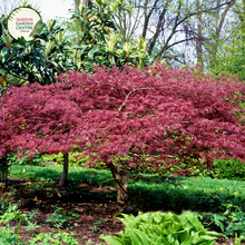 Load image into Gallery viewer, Close-up of the Acer Palmatum Dissectum Crimson Queen plant, showcasing its intricate, finely dissected leaves with a rich crimson hue. The delicate, lace-like foliage forms an elegant, cascading pattern, creating a sense of texture and depth. The vibrant red leaves are glossy and slightly serrated, with visible veins adding to their intricate beauty. The plant's branches are slender and gracefully arching, adding to its overall delicate and refined appearance.