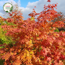 Load image into Gallery viewer, Close-up view of the Acer Palmatum Dissectum Orangeola, highlighting its vibrant, deeply dissected leaves in shades of fiery orange. The finely cut foliage cascades elegantly, creating a delicate, lacy texture. The close-up captures the intricate details of the leaves' edges and the rich color variations, showcasing the plant’s graceful, weeping form.