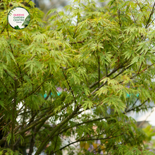 Load image into Gallery viewer, Close-up view of the Acer Palmatum Dissectum Filigree, highlighting its delicate, finely dissected leaves. The intricate, lacy foliage features a soft green hue with a feathery texture, cascading elegantly. The close-up captures the detailed cut edges of the leaves and the plant’s graceful, weeping form, emphasizing its airy and elegant appearance.