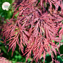 Load image into Gallery viewer, Close-up of the Acer Palmatum Dissectum Crimson Queen plant, showcasing its intricate, finely dissected leaves with a rich crimson hue. The delicate, lace-like foliage forms an elegant, cascading pattern, creating a sense of texture and depth. The vibrant red leaves are glossy and slightly serrated, with visible veins adding to their intricate beauty. The plant's branches are slender and gracefully arching, adding to its overall delicate and refined appearance.