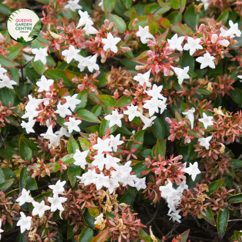 plant image: A close-up view of Abelia Francis Mason plant with lush green leaves and delicate white and pink flowers, creating a stunning contrast in a garden landscape.