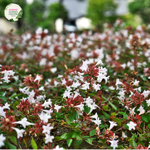 Abelia grandiflora Nana plant, a compact variety of the Abelia grandiflora species. The plant features small, glossy green leaves and produces beautiful, fragrant flowers in shades of pink and white during the summer. With a height of around 2-3 feet, this dwarf Abelia is ideal for smaller gardens or as a low hedge or border plant.