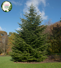 Load image into Gallery viewer, Close-up of an Abies nordmanniana (Nordmann Fir) plant. The image features dense clusters of glossy, dark green needles arranged in a spiral around the branch. Each needle is flat, with a rounded tip and a smooth, shiny surface, featuring two distinct white bands on the underside. The needles are densely packed, giving a lush, soft texture.