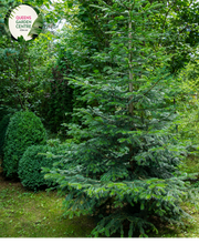 Load image into Gallery viewer, Close-up of an Abies nordmanniana (Nordmann Fir) plant. The image features dense clusters of glossy, dark green needles arranged in a spiral around the branch. Each needle is flat, with a rounded tip and a smooth, shiny surface, featuring two distinct white bands on the underside. The needles are densely packed, giving a lush, soft texture.