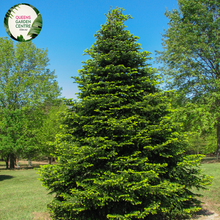 Load image into Gallery viewer, Close-up of an Abies nordmanniana (Nordmann Fir) plant. The image features dense clusters of glossy, dark green needles arranged in a spiral around the branch. Each needle is flat, with a rounded tip and a smooth, shiny surface, featuring two distinct white bands on the underside. The needles are densely packed, giving a lush, soft texture.