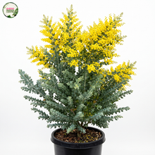 Load image into Gallery viewer, Acacia Podalyriifolia