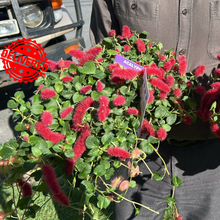 Load image into Gallery viewer, Acalypha Reptans Stephie