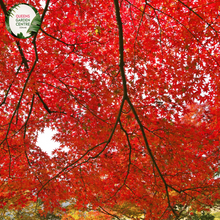 Load image into Gallery viewer, guarantees premium quality Acer palmatum 'Dissectum Inaba Shidare' plants, providing a convenient way to infuse your outdoor space with elegance and color.