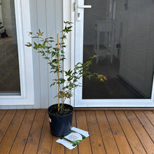 Load image into Gallery viewer, Simple & Descriptive: Close-up of a Japanese Maple (Acer palmatum dissectum Atropurpureum) leaf.
More Detail: Detailed view of the deep red, dissected leaves of a Weeping Japanese Maple (Acer palmatum dissectum Atropurpureum) in a 200mm pot.
Focusing on Color/Texture: Close-up of the textured, crimson leaves of a Weeping Japanese Maple (Acer palmatum dissectum Atropurpureum).