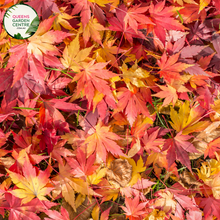 Load image into Gallery viewer, &quot;Close-up view of Acer japonicum &#39;Vitifolium,&#39; a Full Moon Maple dwarf plant, showcasing its intricately lobed leaves resembling grapevine foliage. The compact size and vibrant greenery make it an ideal ornamental addition for gardens or smaller landscapes.&quot;
