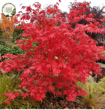 Load image into Gallery viewer, "Alt Text: Acer palmatum Japanese Maple plant showcasing delicate, palm-shaped leaves in vibrant shades of red, orange, or green. This ornamental tree displays an elegant, spreading form with graceful branches. The Japanese Maple is renowned for its stunning fall foliage, which transforms into a brilliant array of colors. A popular choice for gardens and landscapes