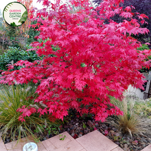 Load image into Gallery viewer, Alt text: Close-up photo of an Acer palmatum &#39;Osakazuki&#39; plant, highlighting its vibrant and ornamental features. This Japanese Maple showcases large, palmate leaves with serrated edges that transition from bright green to intense crimson in the autumn. The photo captures the intricate details of the foliage, emphasizing the lush green color and the potential autumnal transformation, showcasing the overall beauty of the Acer palmatum &#39;Osakazuki.&#39;
