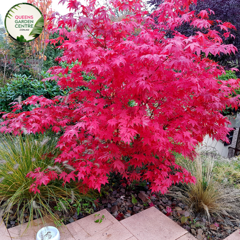 Alt text: Close-up photo of an Acer palmatum 'Osakazuki' plant, highlighting its vibrant and ornamental features. This Japanese Maple showcases large, palmate leaves with serrated edges that transition from bright green to intense crimson in the autumn. The photo captures the intricate details of the foliage, emphasizing the lush green color and the potential autumnal transformation, showcasing the overall beauty of the Acer palmatum 'Osakazuki.'