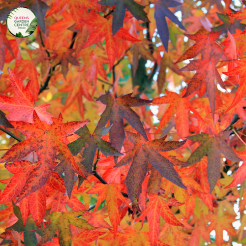 Alt text: Close-up photo of an Acer rubrum 'October Glory' plant, featuring its brilliant autumn foliage. The deciduous tree exhibits vibrant red and orange leaves in various stages of fall coloration. The image captures the rich hues of the 'October Glory' variety, portraying the beauty of the autumnal transformation in this cultivar of the Red Maple (Acer rubrum).