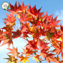 Load image into Gallery viewer, &quot;Acer x freemanii &#39;Jeffersred&#39;, commonly known as Autumn Blaze Maple, is a magnificent deciduous tree cherished for its stunning fall foliage. The image showcases a mature Acer x freemanii &#39;Jeffersred&#39; (Autumn Blaze) plant, displaying its vibrant green leaves that transform into intense shades of fiery red, orange, and yellow during the autumn season.
