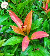 Load image into Gallery viewer, "Close-up of Acmena smithii Minor plant, featuring small, glossy leaves and a compact growth habit. This evergreen shrub, commonly known as Minor's Dwarf Lilly Pilly, adds charm to gardens and landscapes with its lush foliage."