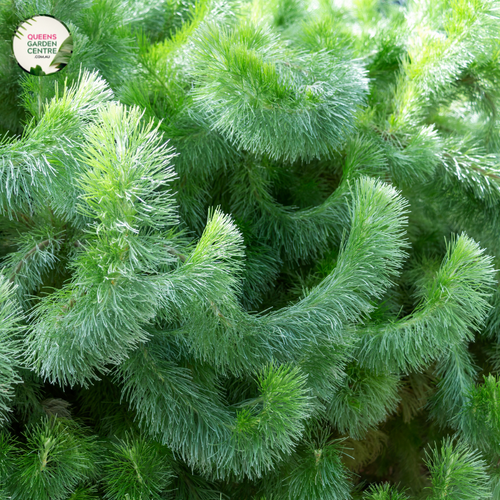 An image of an Adenanthos sericeus Woolly Bush plant, also known as the Woolly Adenanthos. The plant features dense, silvery-gray foliage that appears velvety and soft to the touch. The leaves are small, needle-like, and densely packed along the stems, creating a bushy and compact appearance. The Adenanthos sericeus Woolly Bush is a native Australian plant known for its unique texture and color.