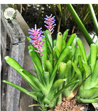 Load image into Gallery viewer, A close-up photograph of an Aechmea gamosepala, commonly known as the Matchstick Bromeliad. The plant features a vibrant rosette of green leaves with spiky edges. The central focal point showcases a tall inflorescence, resembling a cluster of matchsticks.
