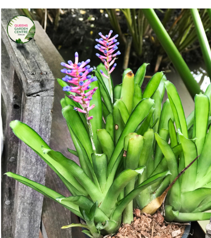 A close-up photograph of an Aechmea gamosepala, commonly known as the Matchstick Bromeliad. The plant features a vibrant rosette of green leaves with spiky edges. The central focal point showcases a tall inflorescence, resembling a cluster of matchsticks.