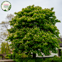 Load image into Gallery viewer, Close-up of Aesculus hippocastanum IMP leaves and flower clusters, highlighting the vibrant white blossoms with yellow and pink accents, and the large, palmate leaves that showcase the plant's lush greenery