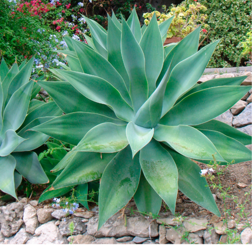 Close-up photo of an Agave attenuata, commonly known as Foxtail Agave, highlighting its distinctive rosette shape and unique texture. The succulent plant features thick, fleshy leaves that curve gracefully upward, resembling a fox's tail. The leaves are smooth and pale green, with a slight hint of blue, giving them a soft and elegant appearance.