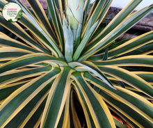 Load image into Gallery viewer, "Close-up of Agave desmettiana 'El Miradores Gold,' showcasing its striking succulent rosette with golden-edged leaves. This ornamental plant adds a touch of elegance and desert charm to gardens and landscapes."