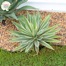 Load image into Gallery viewer, "Close-up of Agave desmettiana 'El Miradores Gold,' showcasing its striking succulent rosette with golden-edged leaves. This ornamental plant adds a touch of elegance and desert charm to gardens and landscapes."