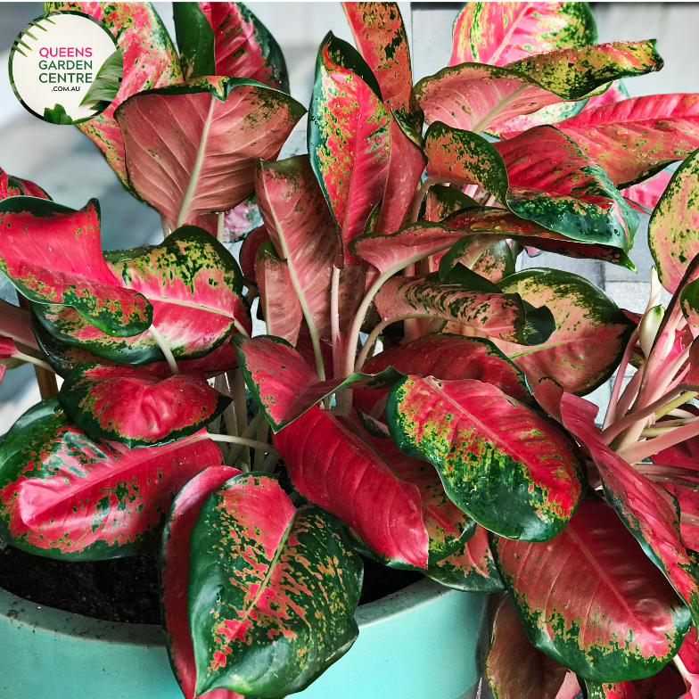 aglaonema lady valentine wikipedia Buy Aglaonema Lady Valentine Online in Australia – Queens Garden Centre
