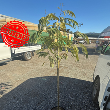 Load image into Gallery viewer, Albizia Julibrissin Pink Silk Tree