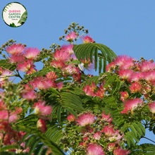 Load image into Gallery viewer, Alt text: Albizia julibrissin, commonly known as the Pink Silk Tree, is a deciduous tree with fern-like leaves and showy pink pom-pom-like flowers. Native to Asia, it is prized for its ornamental value in gardens and landscapes. The Pink Silk Tree provides dappled shade and adds a touch of elegance with its graceful form and vibrant blooms.
