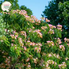 Load image into Gallery viewer, Alt text: Albizia julibrissin, commonly known as the Pink Silk Tree, is a deciduous tree with fern-like leaves and showy pink pom-pom-like flowers. Native to Asia, it is prized for its ornamental value in gardens and landscapes. The Pink Silk Tree provides dappled shade and adds a touch of elegance with its graceful form and vibrant blooms.