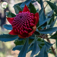 Load image into Gallery viewer, An image showcases a mature Alloxylon flammeum Tree Waratah plant in full bloom. The plant stands tall, reaching an impressive height with a dense and bushy canopy of dark green foliage. At the ends of its branches, clusters of vibrant crimson red flowers are prominently displayed. The flowers are large and cone-shaped, with a fringed appearance and intricate patterns of stamens and pistils.