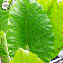 Load image into Gallery viewer, Close-up photo of an Alocasia Brisbanensis Cunjevoi plant, displaying its unique foliage and texture. The plant features large, arrow-shaped leaves with a deep, rich green color. The leaves have prominent veins running through them, adding to their visual interest. The surface of the leaves has a slightly textured and glossy appearance.