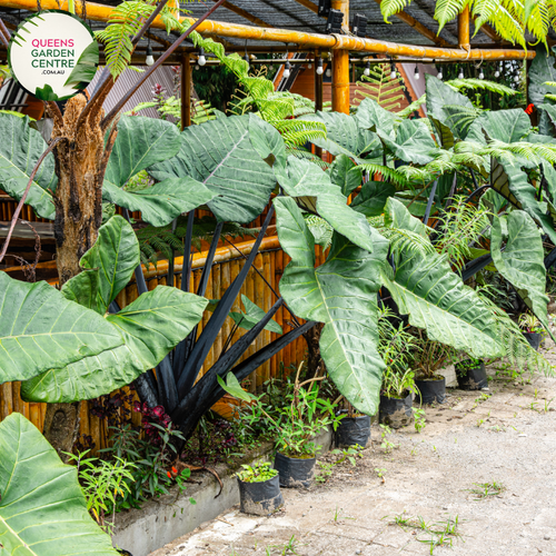 Alt text: Alocasia macrorrhizos 'Black Stem,' an Elephant Ear plant with large, heart-shaped leaves and distinctive dark stems. This tropical beauty adds a dramatic touch to gardens or indoor spaces, with its bold foliage and contrasting stems. A striking choice for those seeking a visually impactful and exotic plant.