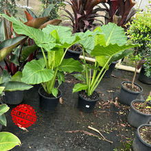 Load image into Gallery viewer, Alocasia Brisbanensis Cunjevoi