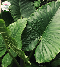 Load image into Gallery viewer, Close-up photo of an Alocasia Brisbanensis Cunjevoi plant, displaying its unique foliage and texture. The plant features large, arrow-shaped leaves with a deep, rich green color. The leaves have prominent veins running through them, adding to their visual interest. The surface of the leaves has a slightly textured and glossy appearance.