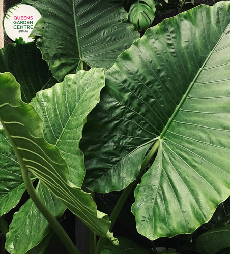 Close-up photo of an Alocasia Brisbanensis Cunjevoi plant, displaying its unique foliage and texture. The plant features large, arrow-shaped leaves with a deep, rich green color. The leaves have prominent veins running through them, adding to their visual interest. The surface of the leaves has a slightly textured and glossy appearance. 