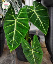 Load image into Gallery viewer, Close-up photo of an Alocasia zebrina Sarian plant, showcasing its distinctive foliage and striking pattern. The plant features large, arrowhead-shaped leaves with a vibrant green color and prominent white veins. The veins create a distinct zebra-like pattern, giving the plant its common name. The leaves have a glossy texture, adding to their visual appeal.