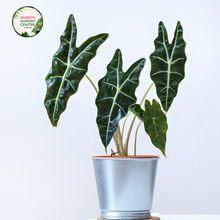 Load image into Gallery viewer, Close-up photo of an Alocasia zebrina Sarian plant, showcasing its distinctive foliage and striking pattern. The plant features large, arrowhead-shaped leaves with a vibrant green color and prominent white veins. The veins create a distinct zebra-like pattern, giving the plant its common name. The leaves have a glossy texture, adding to their visual appeal.