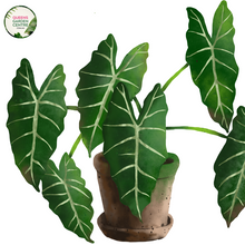 Load image into Gallery viewer, Close-up photo of an Alocasia zebrina Sarian plant, showcasing its distinctive foliage and striking pattern. The plant features large, arrowhead-shaped leaves with a vibrant green color and prominent white veins. The veins create a distinct zebra-like pattern, giving the plant its common name. The leaves have a glossy texture, adding to their visual appeal.