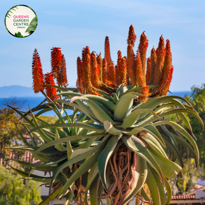 aloe australia Buy Aloe barberae Online in Australia – Queens Garden Centre