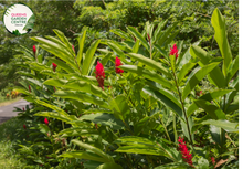 Load image into Gallery viewer, "Close-up of Alpinia caerulea 'Red Back,' featuring vibrant green leaves with contrasting red undersides. This tropical ornamental plant adds a splash of color and exotic beauty to gardens and landscapes."