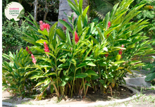 Load image into Gallery viewer, "Close-up of Alpinia caerulea 'Red Back,' featuring vibrant green leaves with contrasting red undersides. This tropical ornamental plant adds a splash of color and exotic beauty to gardens and landscapes."