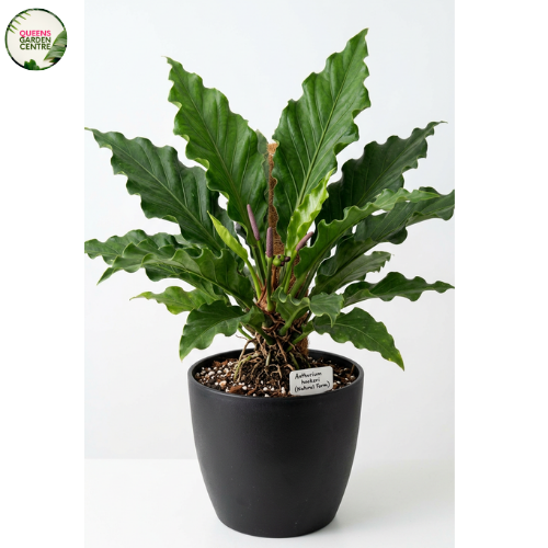 Buy Anthurium hookeri Online in Australia