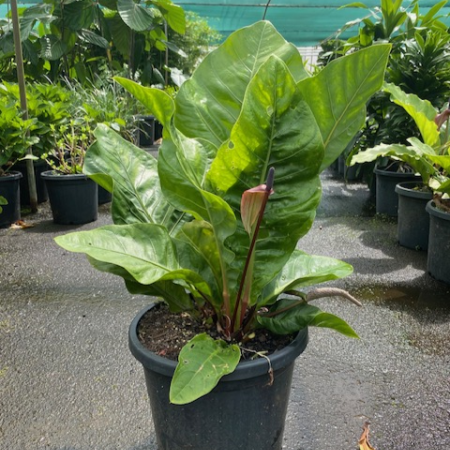 anthurium schlechtendalii for sale Buy Anthurium Schlechtendalii Online in Australia