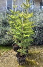 Load image into Gallery viewer, Araucaria Heterophylla Norfolk Island Pine