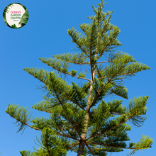 Load image into Gallery viewer, Close-up of an Araucaria heterophylla (Norfolk Island Pine) plant. The image features dense clusters of soft, needle-like leaves arranged in a spiral pattern along the branches. Each leaf is a bright green, slightly curved, and tapers to a fine point, giving the foliage a feathery, delicate appearance. The branches are arranged in symmetrical whorls, radiating outward from the central trunk. The bark is light brown and slightly textured, providing a subtle contrast to the vibrant green needles.